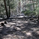 Waldbrand (überörtlich als Teil des 4. ÜLZ FB)